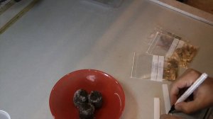 Как вырастить плюмерию из семян в домашних условиях