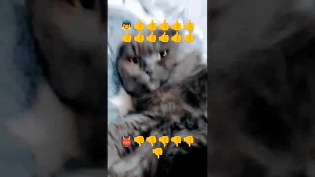 #youtube #шортс #кот #песня #жиза #shortvideo #обзор #юмор #minecraft #caracal смотреть онлайн