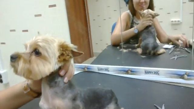 Профессиональная стрижка собак в Динозавтрике МИТИНО!!! смотреть онлайн