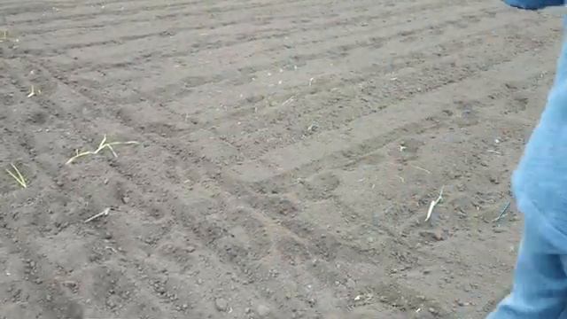ПОСЕВ ЛУКА ЧЕРНУШКИ ЛУК НА РЕПКУ ЗА ОДИН СЕЗОН. смотреть онлайн