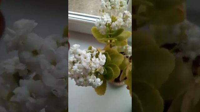 каланхоэ белый. смотреть онлайн