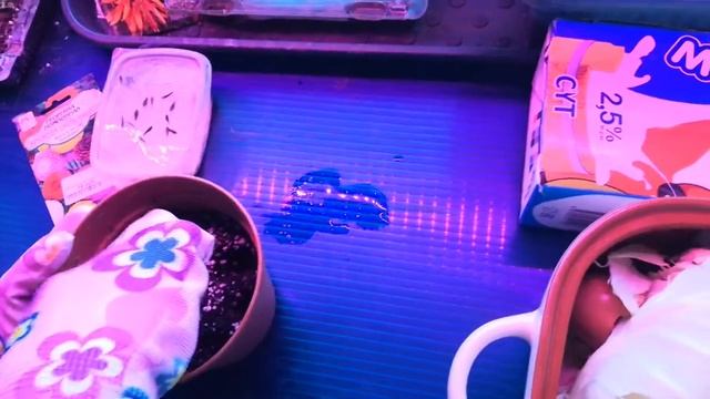 Посев семян георгин на рассаду 16 марта 2019 года смотреть онлайн