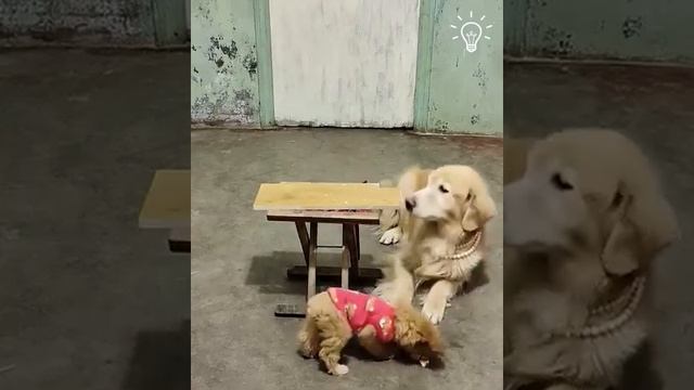 Мама-собака украла еду и поделилась ею со своим очаровательным щенком! Мамы! ?? смотреть онлайн