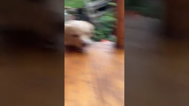 Look at these furry toddlers 🐶 смотреть онлайн