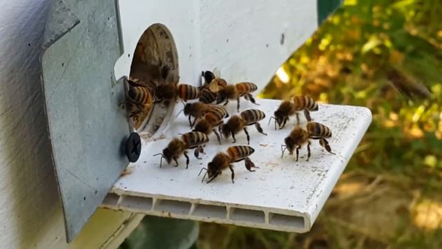 Пчелы очень интересно наверное вентиляция