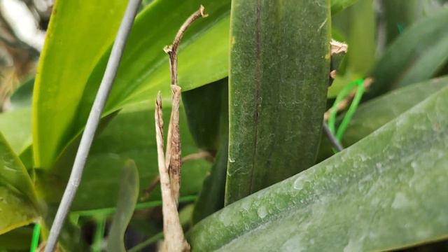 Cattleya Purpurata Var Russeliana