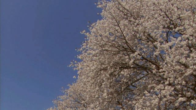 The Kokinshû. Spring Poems. Part I, 33 Anonymous - Rather than the colour / Не цвет конечно... смотреть онлайн