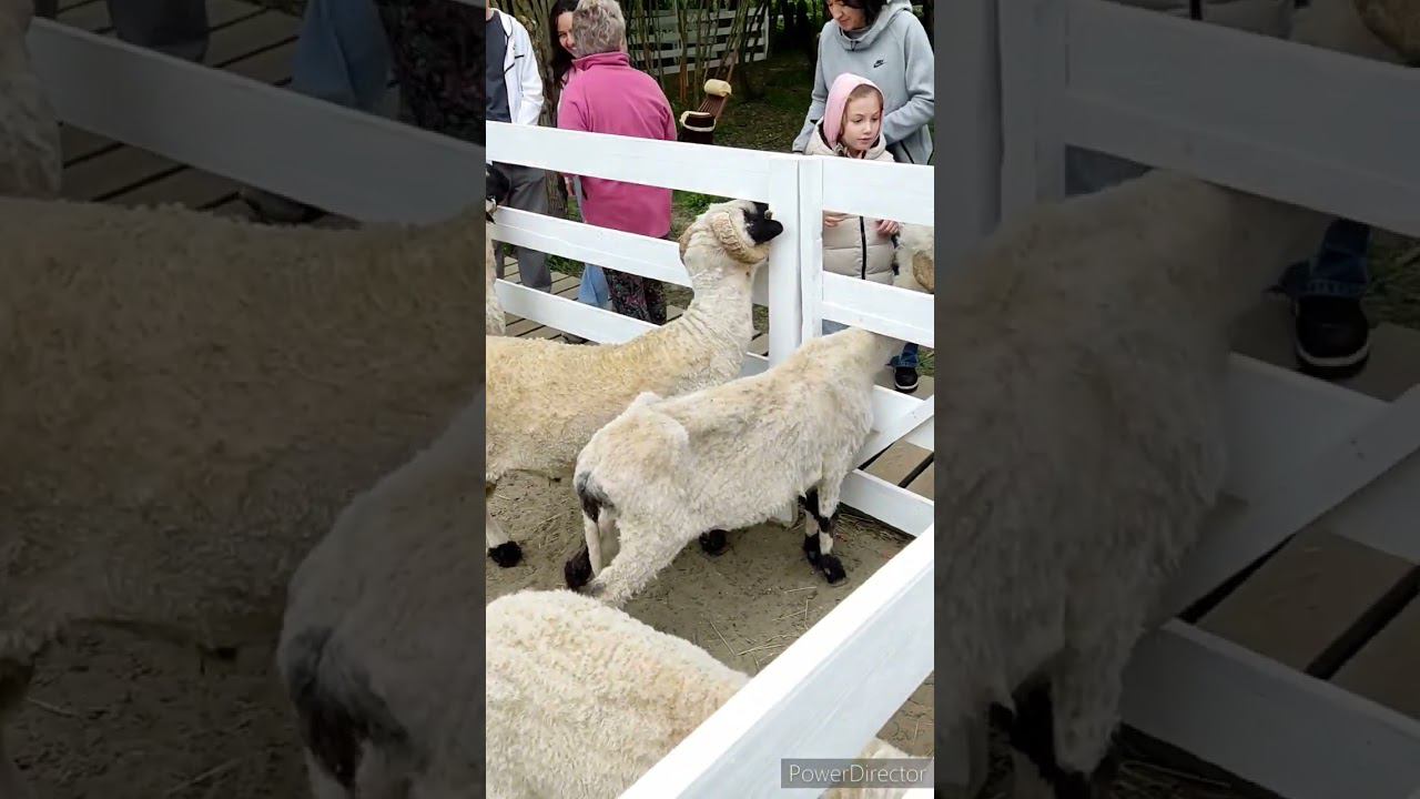 Ферма Альпак смотреть онлайн