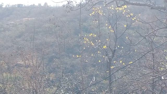 Biodiversity Rich Bhillthana Ghat Flora,Fauna,Fruits,Roots,NudeBranches,Gypsies n Much More Excitin смотреть онлайн