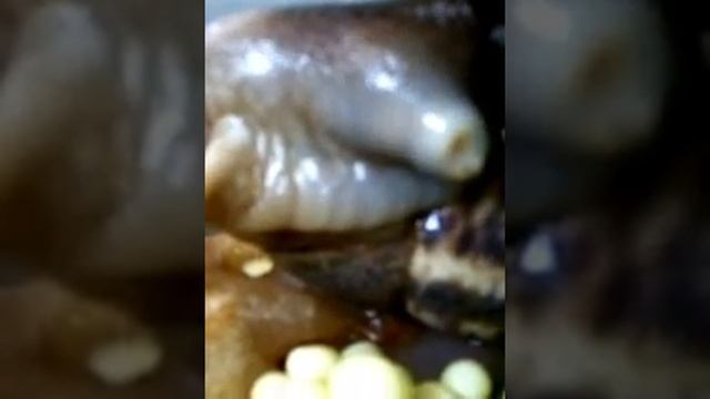 Улитка Ахатина откладывает яйца смотреть онлайн