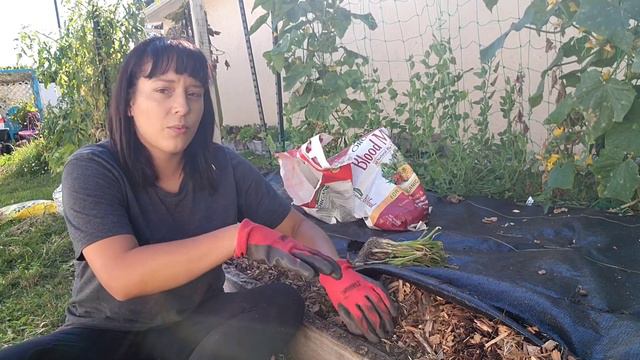 How To Grow BIG Onions: Tips On Planting & Fertilizing #onion #garden #gardeningtips #homestead смотреть онлайн