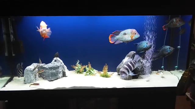 Мой аквариум 400 литров. смотреть онлайн