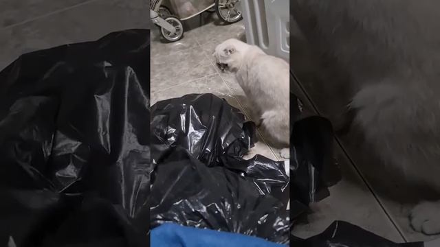 Почему кошки любят пакеты??? Why do cats love bags???? למה חתולים שקיות смотреть онлайн