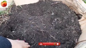 Огурцы  в бочке выращиваем удобно и с секретом! Мало места ранний урожай Бочка как грядка компостер