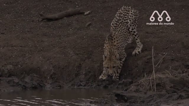 O JAVALI NÃO VIU O CROCODILO SE APROXIMANDO смотреть онлайн