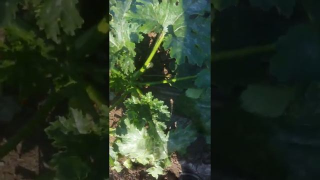 Кабачки арал смотреть онлайн