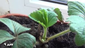 Видео о том, как ухаживать и выращивать клубнику у себя дома в горшочке (весенняя рассада)