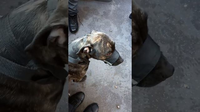 мы в автобусе - on the bus with a dog смотреть онлайн