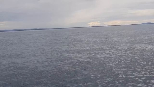 Whale jumps out of nowhere during sight seeing tour. смотреть онлайн