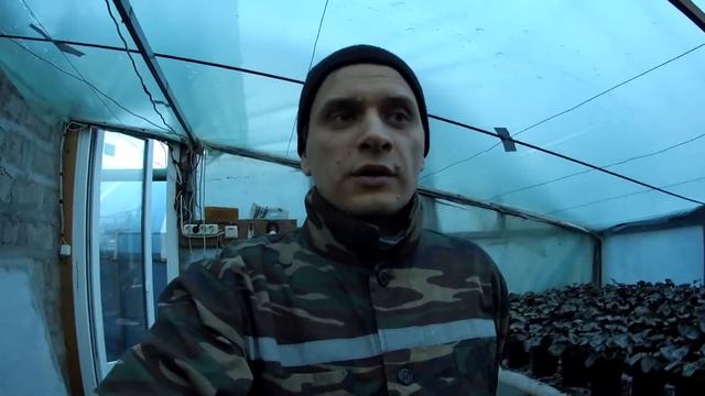 Обзор индукционных ламп на цикламенах. Часть I смотреть онлайн