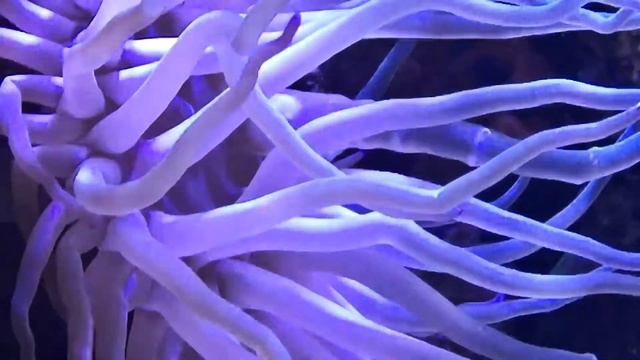 Saltwater Coral Reef | 450 Gallons | Twin Aquarium Part 1 смотреть онлайн