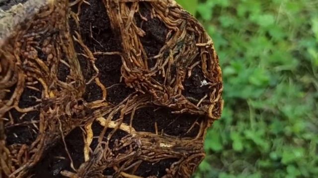 Мій новачок лаймкват, пересадка лаймквата ? смотреть онлайн