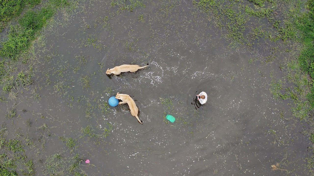 Водный вальс смотреть онлайн