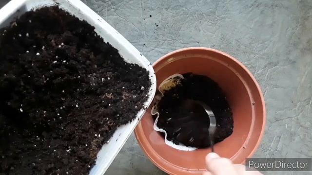 Кервель - а, что это такое??? New! Kervel- what is it? Spicy aromatic plant. смотреть онлайн