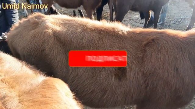 BUXORO G'IJDUVON MOL BOZOR .БУХОРО ГИЖДУВОН МОЛ БОЗОР.  21 октября 2020 г.