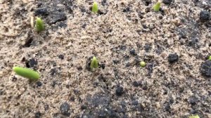 Выгонка тюльпанов. Перенос в теплицу и этапы роста