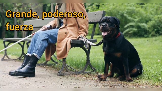 ¿Qué raza de perros es la mejor para protección? смотреть онлайн