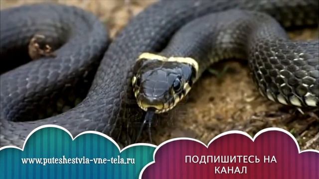 ТОЛКОВАНИЕ СНОВИДЕНИЙ - Видеть во сне ЗМЕЙ смотреть онлайн
