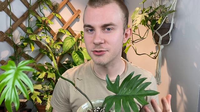 How To Care For Philodendron mayoi | Plant Of The Week Ep. 1 смотреть онлайн