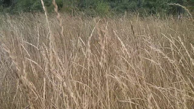 Стихи для души / Молитесь люди за людей / Русская душа / Православные стихи / Стихи о Боге смотреть онлайн