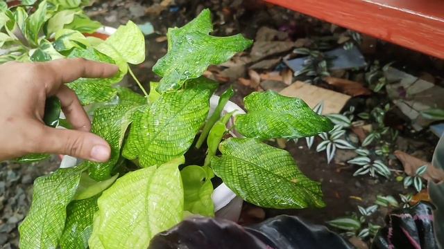 HOW MY DAY START AT MY GARDEN (WITH PLANT TIPS) смотреть онлайн