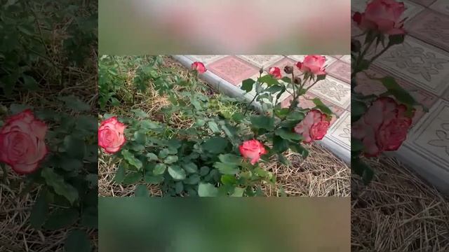 Юбилей Принца Монако - шедевральная Роза для Вашего Сада смотреть онлайн