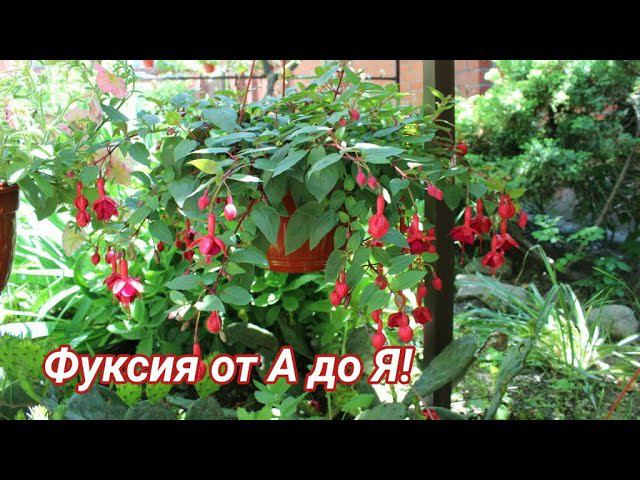 Выращивание ФУКСИИ от А до Я! смотреть онлайн