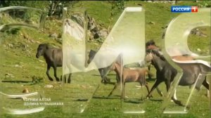 Рекламная заставка "России 1" (Лошади, Горный Алтай, 2020 г.)