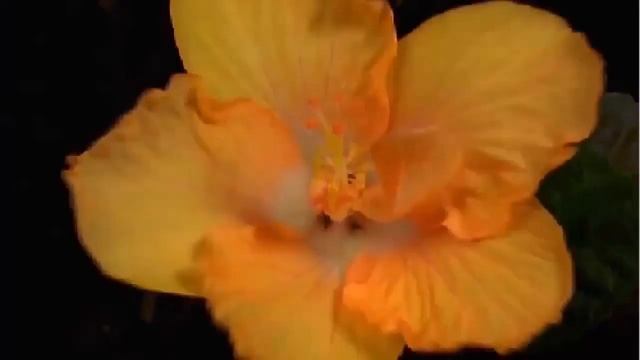 Как прожить жизнь счастливо)мои варианты!!!! смотреть онлайн