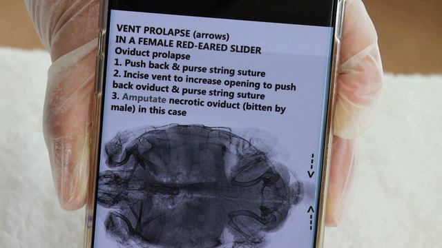 How to treat a female red-eared slider with oviduct prolapse? смотреть онлайн