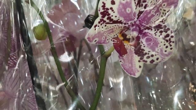 ОБЗОР ОРХИДЕЙ В ЛЕРУА. НОВЫЙ ЗАВОЗ./07.09.23//