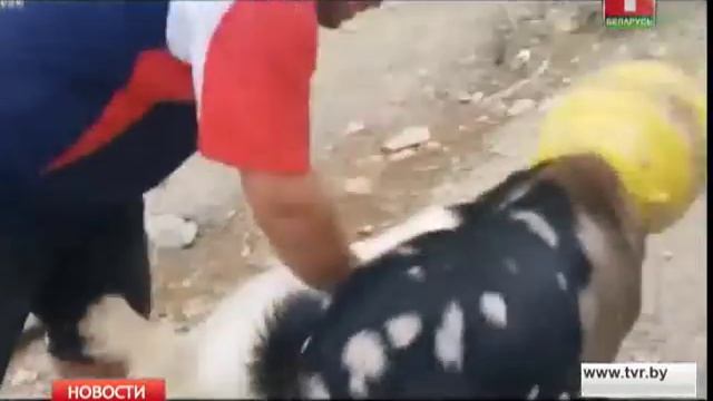 Два козла застряли в одном бидоне смотреть онлайн