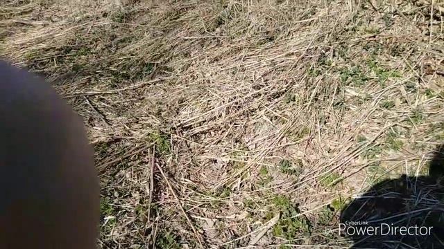 Расада.Утки.Крапива.