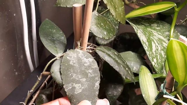 Let's take a tour of my indoor greenhouse смотреть онлайн
