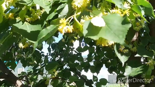 Липовый цвет. Сбор и сушка. Свойства и применение. смотреть онлайн