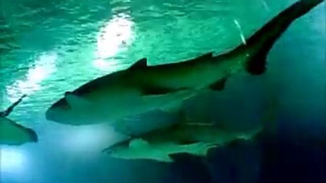 valencia aquarium visit смотреть онлайн