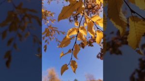 Исцеление от аллергии. Настрои Г. Сытина.