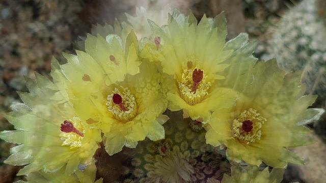Cactus & Succulent Blooms - Yellow: COLOR KALEIDOSCOPE PART 3 #yellow #cactusbloom #succulent #cact