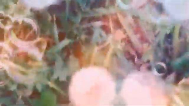 КРАСОТА ВЕСЕННЕГО ВЕЧЕРА.МАЙ. смотреть онлайн