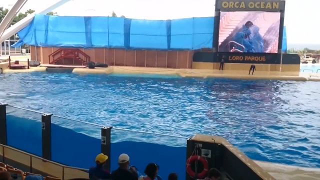 ТЕНЕРИФЕ - Лоро Парк ! Шоу касаток 1. Loro Park - Show of grampus (killer whales) смотреть онлайн
